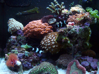 reef cube