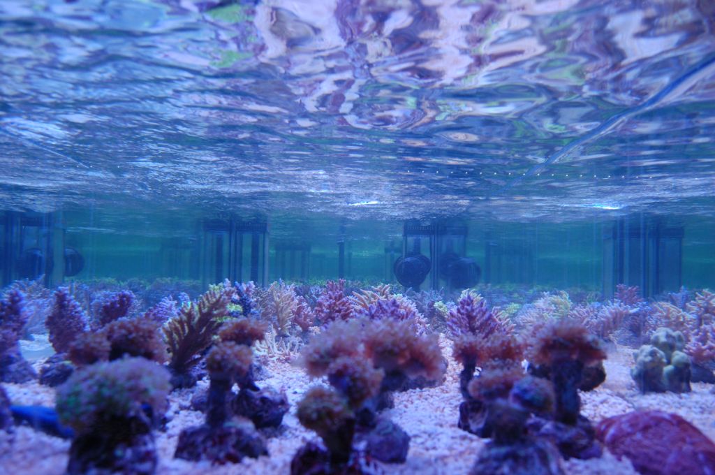 TAQUA IMAGE 6 DD The Aquarium Solution