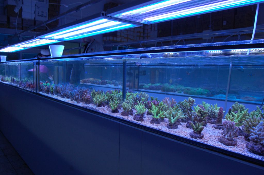 TAQUA IMAGE 9 DD The Aquarium Solution