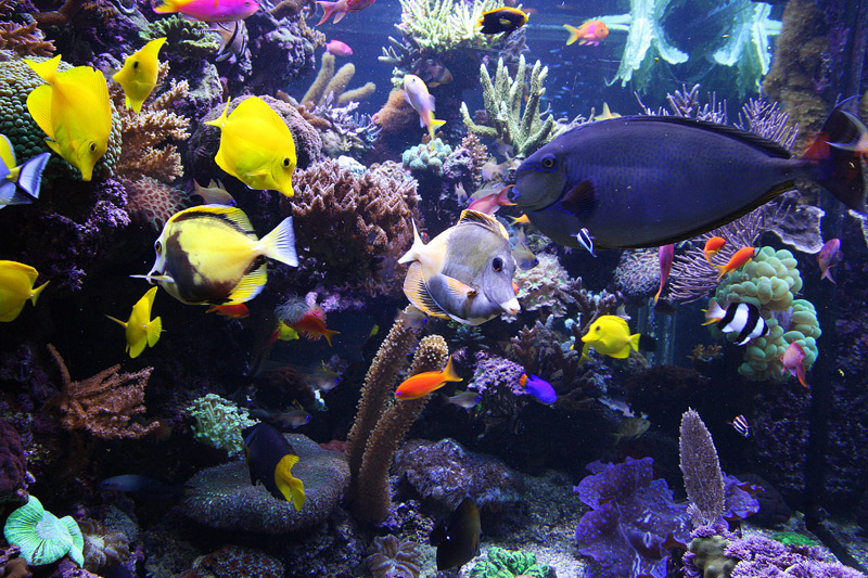 David Saxby's Aquarium 2009 | D-D The Aquarium Solution