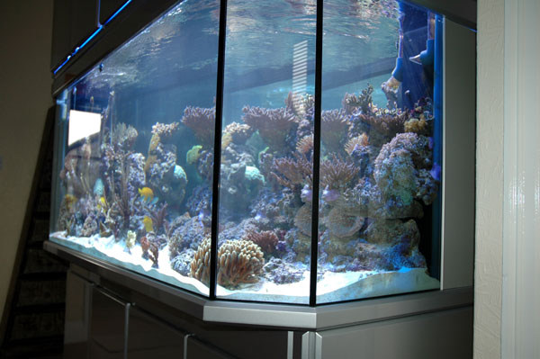 kulhydrat Revolutionerende tjener Trendline Panorama | D-D The Aquarium Solution