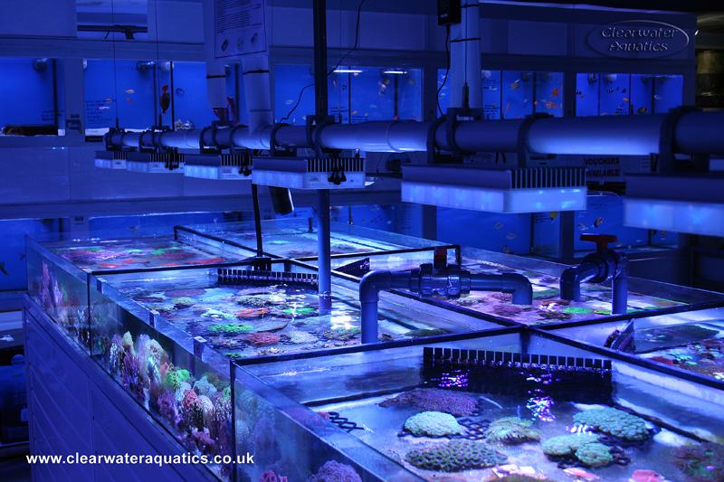 SOL's mounted in a clever way via 50mm PVC pipe clips over the coral trays at Clearwater Aquatics\