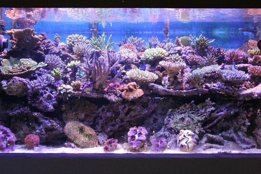 Pictures of Aqun's fantastic SPS aquarium in Indonesia