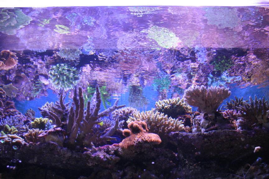 Pictures of Aqun's fantastic SPS aquarium in Indonesia