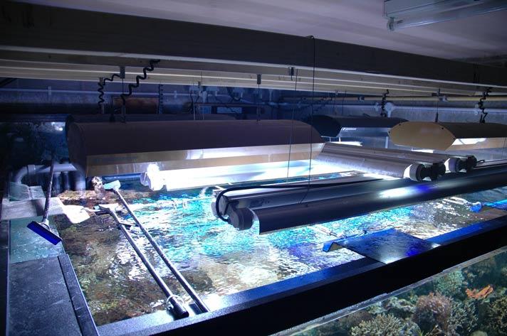 The lighting system is suspended on runners so that the lighting can be moved out of the way for maintenance of the tank