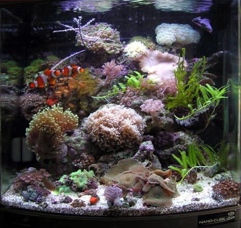 Another view of this fantastic aquarium.