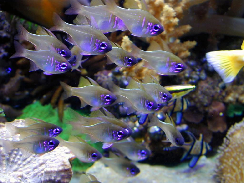 Shoal of blue eyed cardinals.