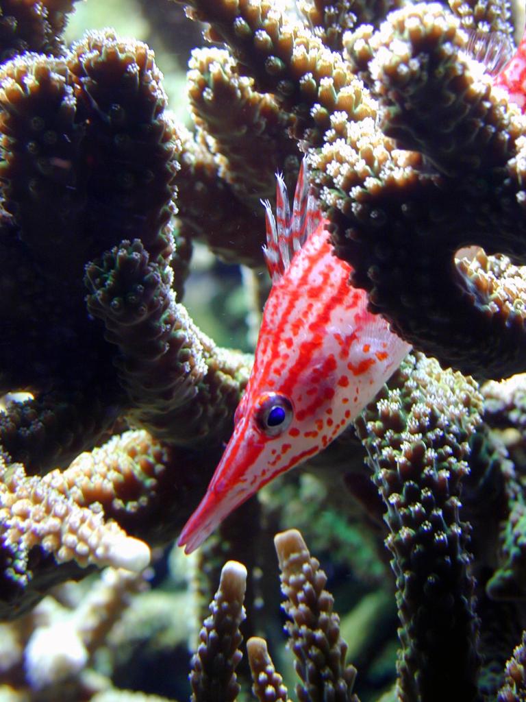 Long nosed hawkfish