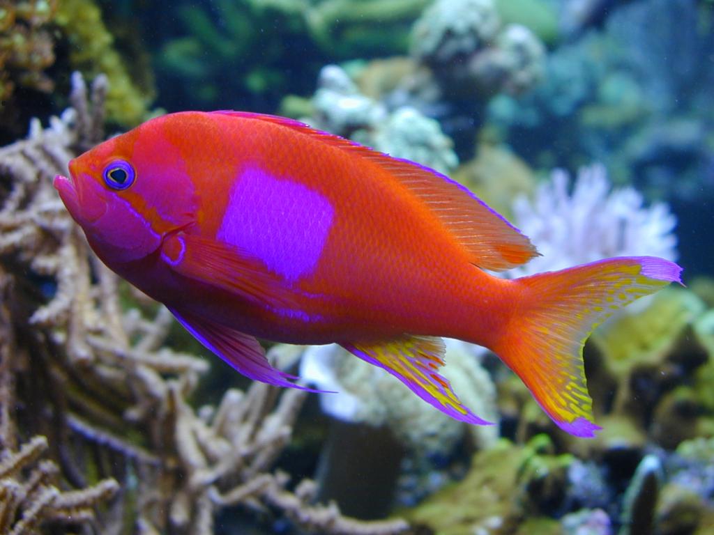 Square Anthias 