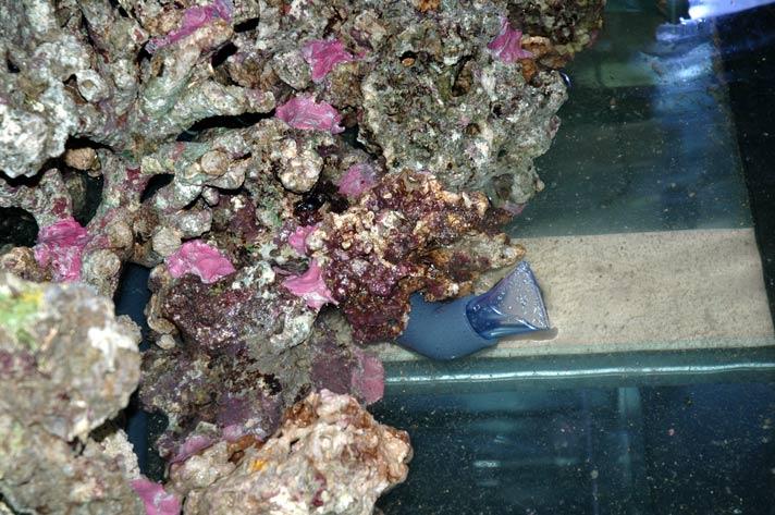 This shows a close up of the rock and the lower pipe nozzles which point up into the water column. The plastic is soon covered by coralline algae.\I used both grey and purple Aquascape on the rock which I mixed seperately and then lightly blended them together to give a mottled effect.