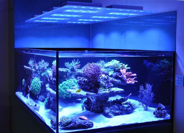  \Aquarium owners: Dana &amp; Karla\Tank Spec: Approximately 1000L\Tank dims: 1682 x 1018 x 600  high   19mm Low Iron glass, external overflow\Running:\Deltec 3070s  skimmer\Abyss 200:  return\D&amp;D  Salt\Lights: 8 x SOL blue, running on  controller\Cabinet: clad in coloured  glass\Water Change 10% weekly with  D&amp;D through automated water change system\Aquarium built by Vincent at AQUARIUM CONNECTIONS\ 