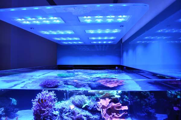\Aquarium owners: Dana &amp; Karla\Tank Spec: Approximately 1000L\Tank dims: 1682 x 1018 x 600  high   19mm Low Iron glass, external overflow\Running:\Deltec 3070s  skimmer\Abyss 200:  return\D&amp;D  Salt\Lights: 8 x SOL blue, running on  controller\Cabinet: clad in coloured  glass\Water Change 10% weekly with  D&amp;D through automated water change system\Aquarium built by Vincent at AQUARIUM CONNECTIONS\