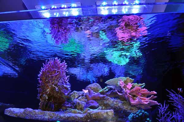  \Aquarium owners: Dana &amp; Karla\Tank Spec: Approximately 1000L\Tank dims: 1682 x 1018 x 600  high   19mm Low Iron glass, external overflow\Running:\Deltec 3070s  skimmer\Abyss 200:  return\D&amp;D  Salt\Lights: 8 x SOL blue, running on  controller\Cabinet: clad in coloured  glass\Water Change 10% weekly with  D&amp;D through automated water change system\Aquarium built by Vincent at AQUARIUM CONNECTIONS\ 