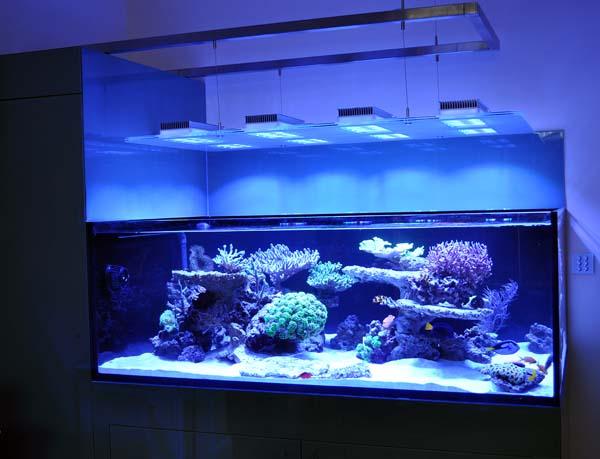 \Aquarium owners: Dana &amp; Karla\Tank Spec: Approximately 1000L\Tank dims: 1682 x 1018 x 600  high   19mm Low Iron glass, external overflow\Running:\Deltec 3070s  skimmer\Abyss 200:  return\D&amp;D  Salt\Lights: 8 x SOL blue, running on  controller\Cabinet: clad in coloured  glass\Water Change 10% weekly with  D&amp;D through automated water change system\Aquarium built by Vincent at AQUARIUM CONNECTIONS\