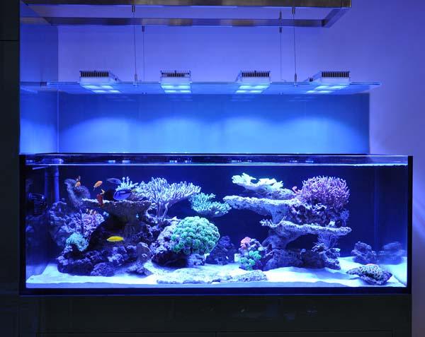 \Aquarium owners: Dana &amp; Karla\Tank Spec: Approximately 1000L\Tank dims: 1682 x 1018 x 600  high   19mm Low Iron glass, external overflow\Running:\Deltec 3070s  skimmer\Abyss 200:  return\D&amp;D  Salt\Lights: 8 x SOL blue, running on  controller\Cabinet: clad in coloured  glass\Water Change 10% weekly with  D&amp;D through automated water change system\Aquarium built by Vincent at AQUARIUM CONNECTIONS\