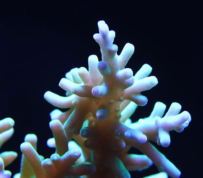 Yellow Carduus corals\