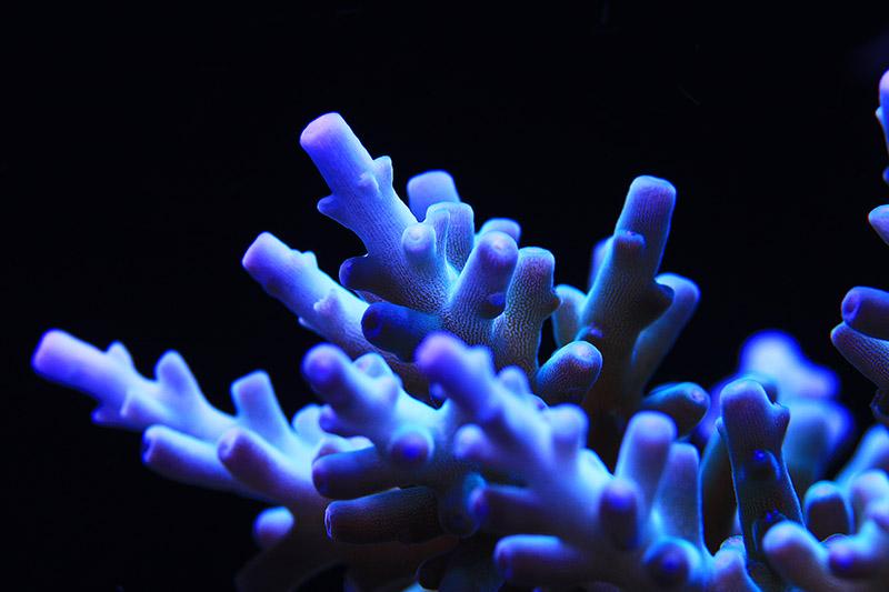 Blue Carduss coral \