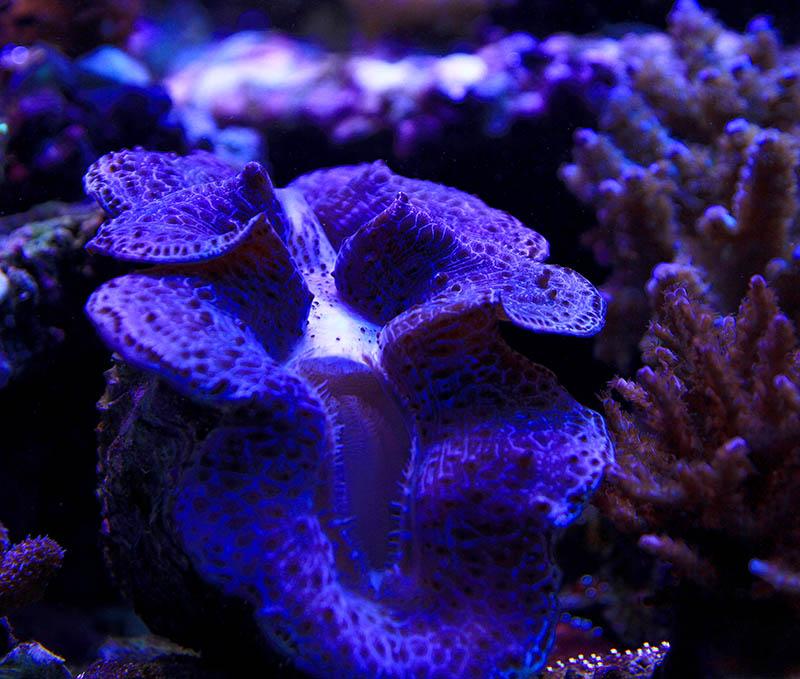 Clam doing well under AI lighting\