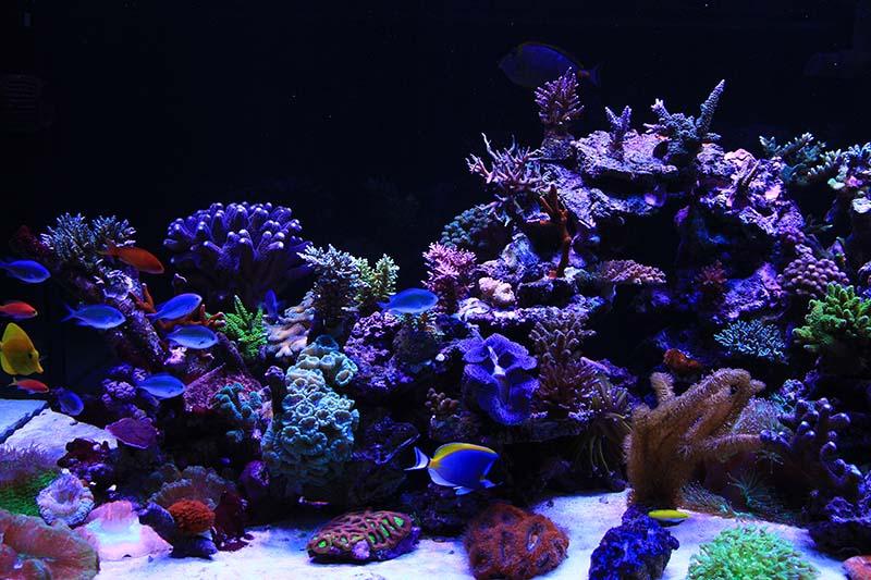 Left side of the aquarium Aug 2013\