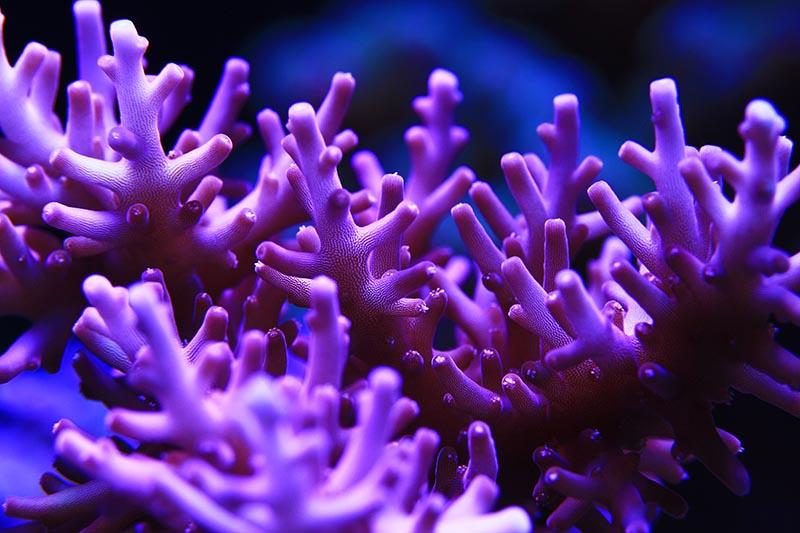 Red dragon coral under AI LED\