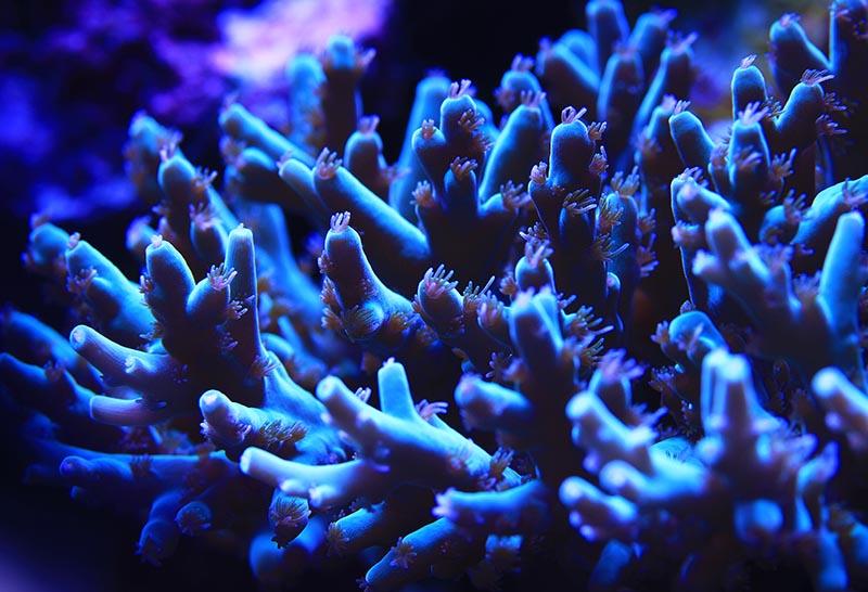 Green/Blue Acropora\