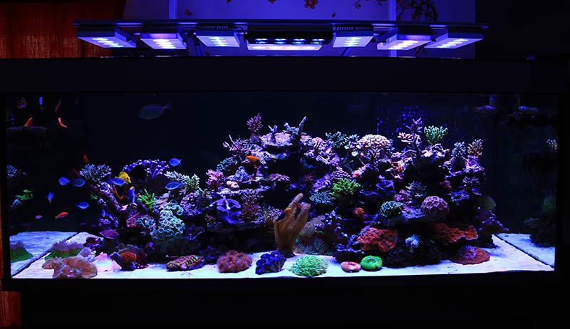 Aquarium in Aug 2013 . A wireless SOL has been added to help light the width in the center of the aquarium as it is almost 34" wide and although the Vega and Hydra do very well with spreading light across this width i can increase PAR at the front with the updated arrangement\