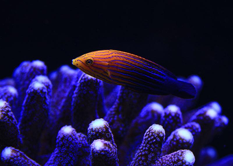 Blue stripe Tamarin wrasse female\