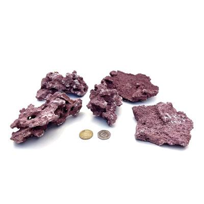 D-D Marco Coralline Frag Mount