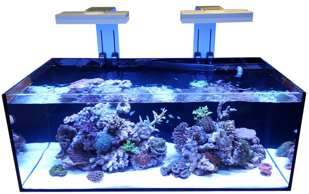 d d reef pro